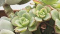 Close up of Succulent Echeveria plant with jagged edges, from Crassulaceae family. Succulent plant shaped like a rose. Royalty Free Stock Photo