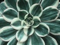 Close up of succulent flower and leaves