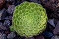 Close-up of succulent green plant in the stone garden