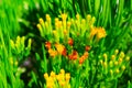 Close-up succulent green plant with yellow flowers Royalty Free Stock Photo