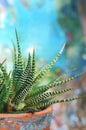 Close-up of the succulent Haworthia attenuata, in a rustic Mexican terracotta pot on a colourful blue background