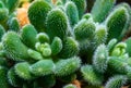 Close-up, succulent leaves of a succulent plant (Echeveria Setosa) in a botanical collection