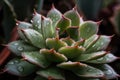 close-up of succulent plant with dewy drops Royalty Free Stock Photo