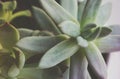 Close up succulent plant, flowers Royalty Free Stock Photo