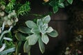 Close-up of succulent plant in the garden terrarium. Potted decorative plants