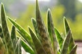 Close up of succulent plant Haworthia sunlit in spider`s web against blurred green background Royalty Free Stock Photo