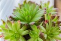 Close up of Succulent plant houseleek Sempervivum in a pot Royalty Free Stock Photo