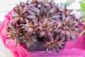 Close up of Succulent plant houseleek Sempervivum in a pot Royalty Free Stock Photo