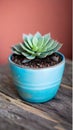 A close-up of a succulent plant in a pot illustration Artificial Intelligence artwork generated Royalty Free Stock Photo