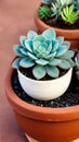 A close-up of a succulent plant in a pot illustration Artificial Intelligence artwork generated Royalty Free Stock Photo