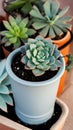 A close-up of a succulent plant in a pot illustration Artificial Intelligence artwork generated Royalty Free Stock Photo