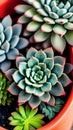 A close-up of a succulent plant in a pot illustration Artificial Intelligence artwork generated Royalty Free Stock Photo