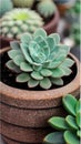 A close-up of a succulent plant in a pot illustration Artificial Intelligence artwork generated Royalty Free Stock Photo