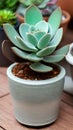 A close-up of a succulent plant in a pot illustration Artificial Intelligence artwork generated Royalty Free Stock Photo