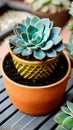 A close-up of a succulent plant in a pot illustration Artificial Intelligence artwork generated Royalty Free Stock Photo