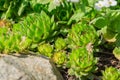 Close up of Succulent plant Sempervivum  in the garden Royalty Free Stock Photo