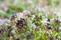 Close up of succulent plant, sempervivum tectorum Royalty Free Stock Photo