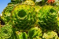 Close-Up of succulent plants, Aeonium arboreum, La Palma