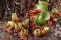 Close-Up of succulent plants, Aeonium canariense