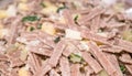 Close up of the succulent and typical Italian dish Pizzoccheri. Typical dish from Valtellina, Lombardy, Italy