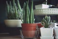 Cactus and succulent in pot decorate on table Royalty Free Stock Photo