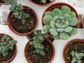 Close up of succulents for sale at the local greenhouse