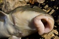 Close-up of a sucker fish Royalty Free Stock Photo