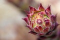 Close up of suculent - Sempervivum sp. Royalty Free Stock Photo