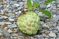 Sugar apple or Annona squamosa