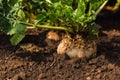 Close up of sugar beet root in field