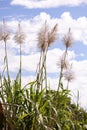 close up on sugar cane flowers Royalty Free Stock Photo