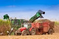 Close-up of sugar cane harvest Royalty Free Stock Photo