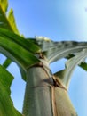 Close-up of a sugar cane trunk against a clear sky backdrop.