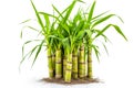 Close-up of sugar cane on white.