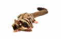 A close up of a sugar glider Royalty Free Stock Photo
