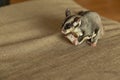 Close up of sugar glider eating food on the unholstery