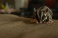 Close up of sugar glider eating food on the unholstery Royalty Free Stock Photo