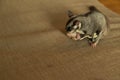 Close up of sugar glider eating food on the unholstery Royalty Free Stock Photo