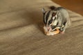 Close up of sugar glider eating food on the unholstery