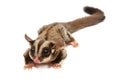 A close up of a sugar glider looking photographer Royalty Free Stock Photo