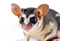 Close-up of a sugar glider, Petaurus breviceps, isolated on white