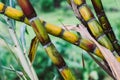 Close up Sugarcane, Fresh sugar cane for extracting the juice Royalty Free Stock Photo