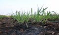 Close up Sugarcane harvesting by cane burning after harvest Royalty Free Stock Photo