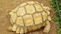 Close up of sulcata tortoise or African spurred tortoise hiding its head Royalty Free Stock Photo