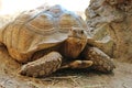Close Up A Sulcata Tortoise