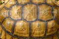 Close up Sulcata tortoise skin for animal skin Royalty Free Stock Photo