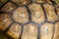 Close up Sulcata tortoise skin for animal skin Royalty Free Stock Photo