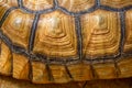 Close up Sulcata tortoise skin for animal skin Royalty Free Stock Photo