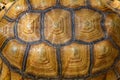 Close up Sulcata tortoise skin for animal skin Royalty Free Stock Photo