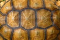 Close up Sulcata tortoise skin for animal skin Royalty Free Stock Photo